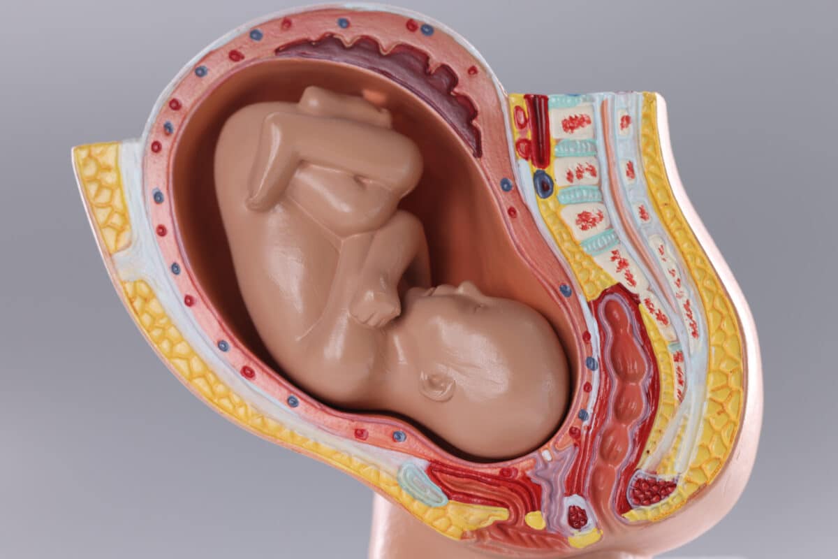 Uterus model with fetus in woman