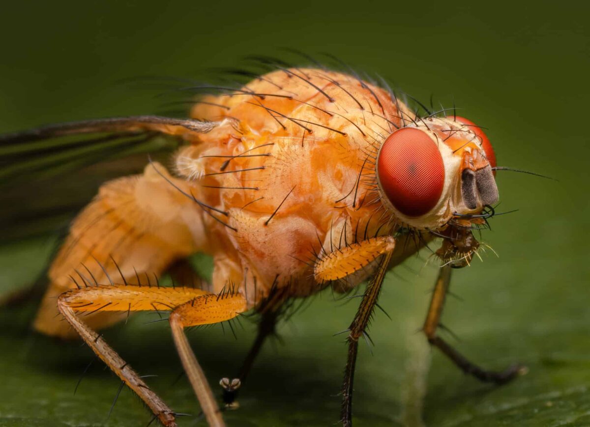 Fruit fly