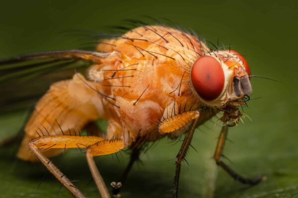 Fruit fly