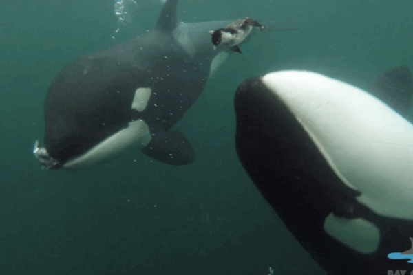 A killer whale offers bird to a human swimming and recording footage nearby.