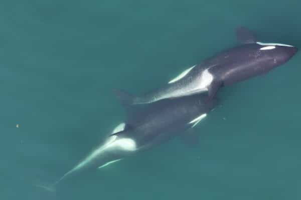 Two killer whales (orcas) allokelping, with a small length of kelp stem visible between them