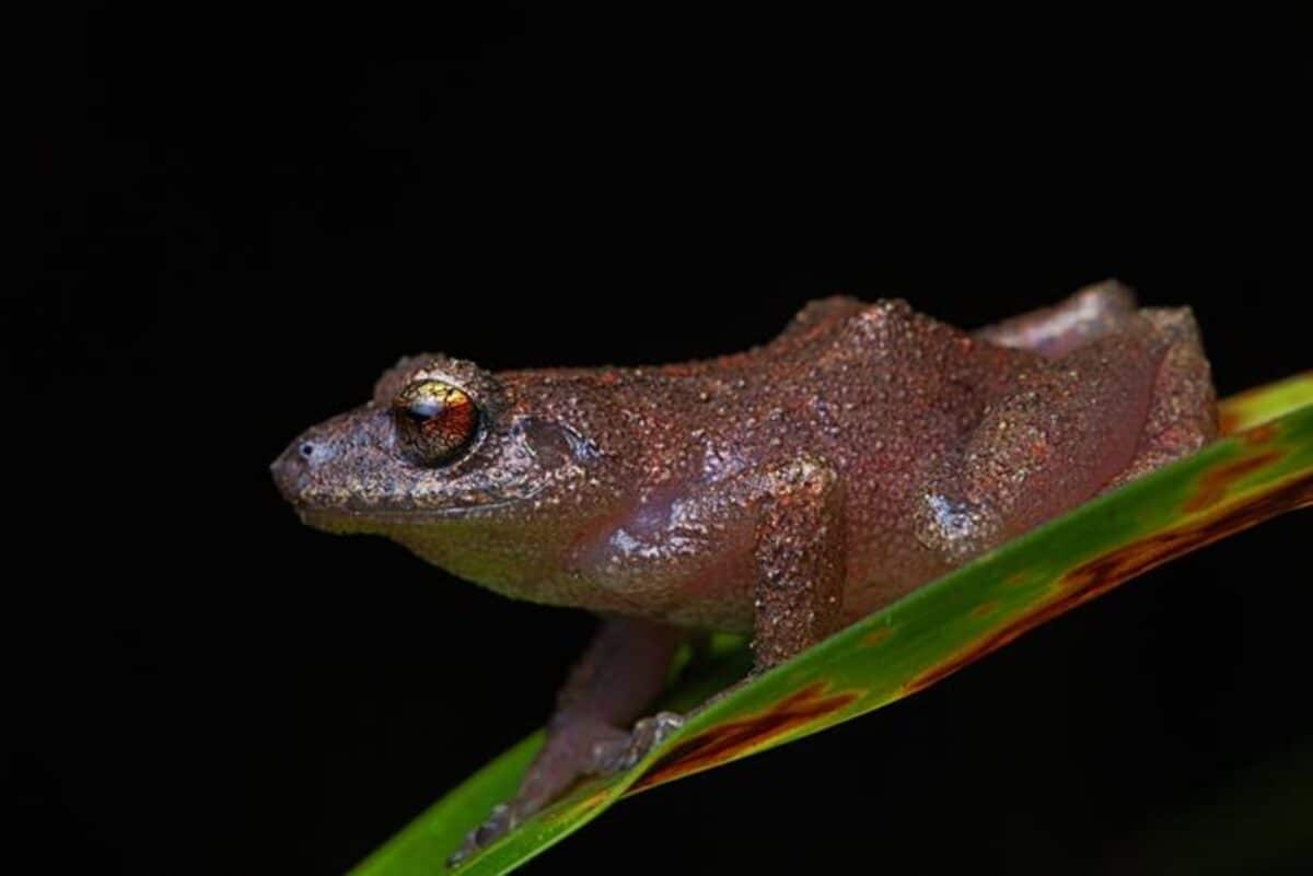 Pristimantis yonke