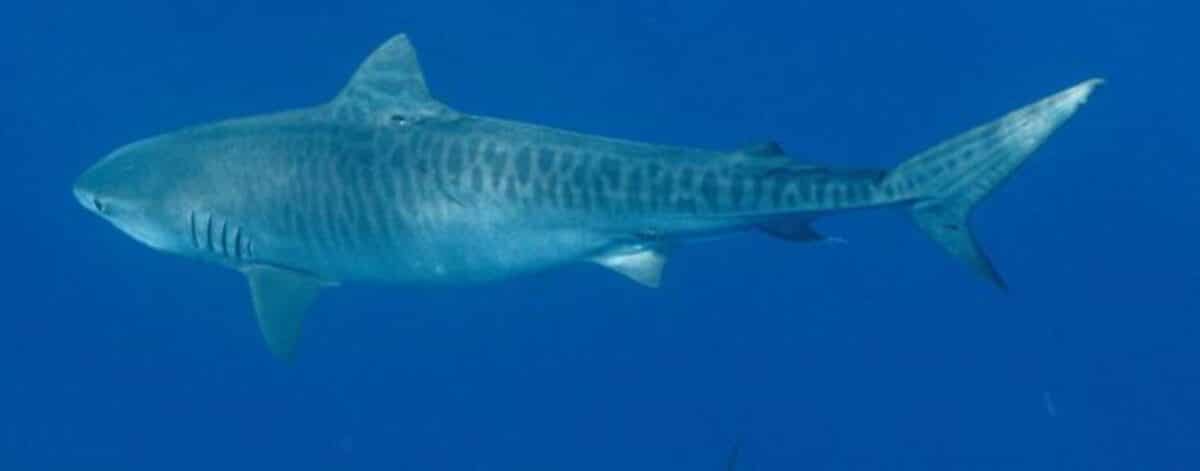 Male tiger shark