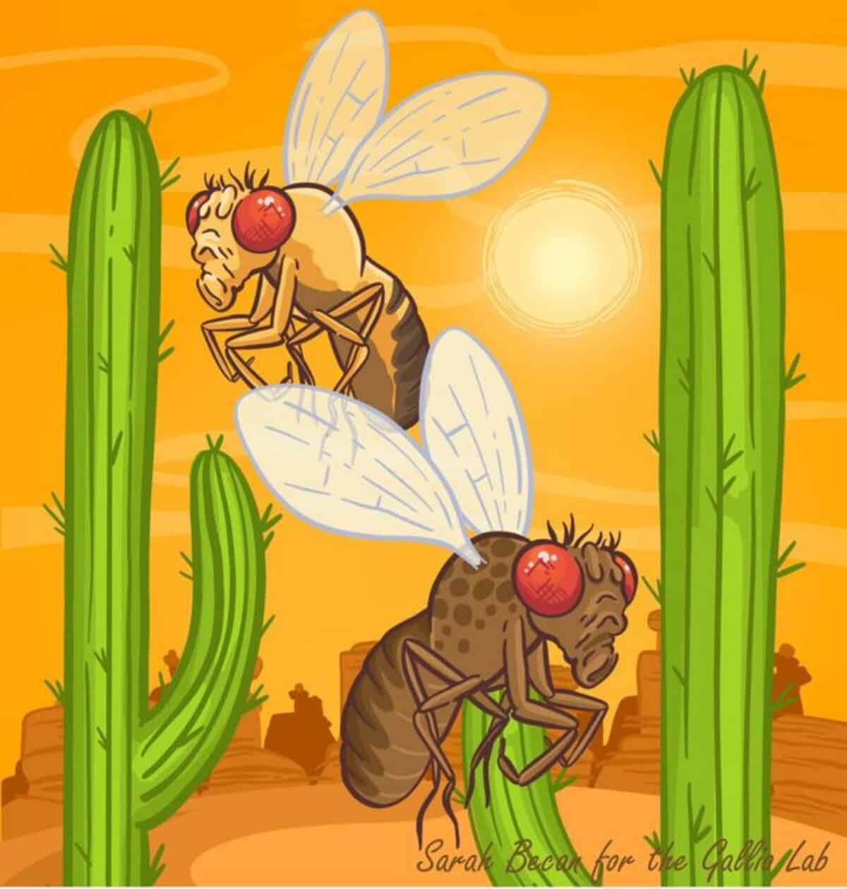 Fruit flies in the desert