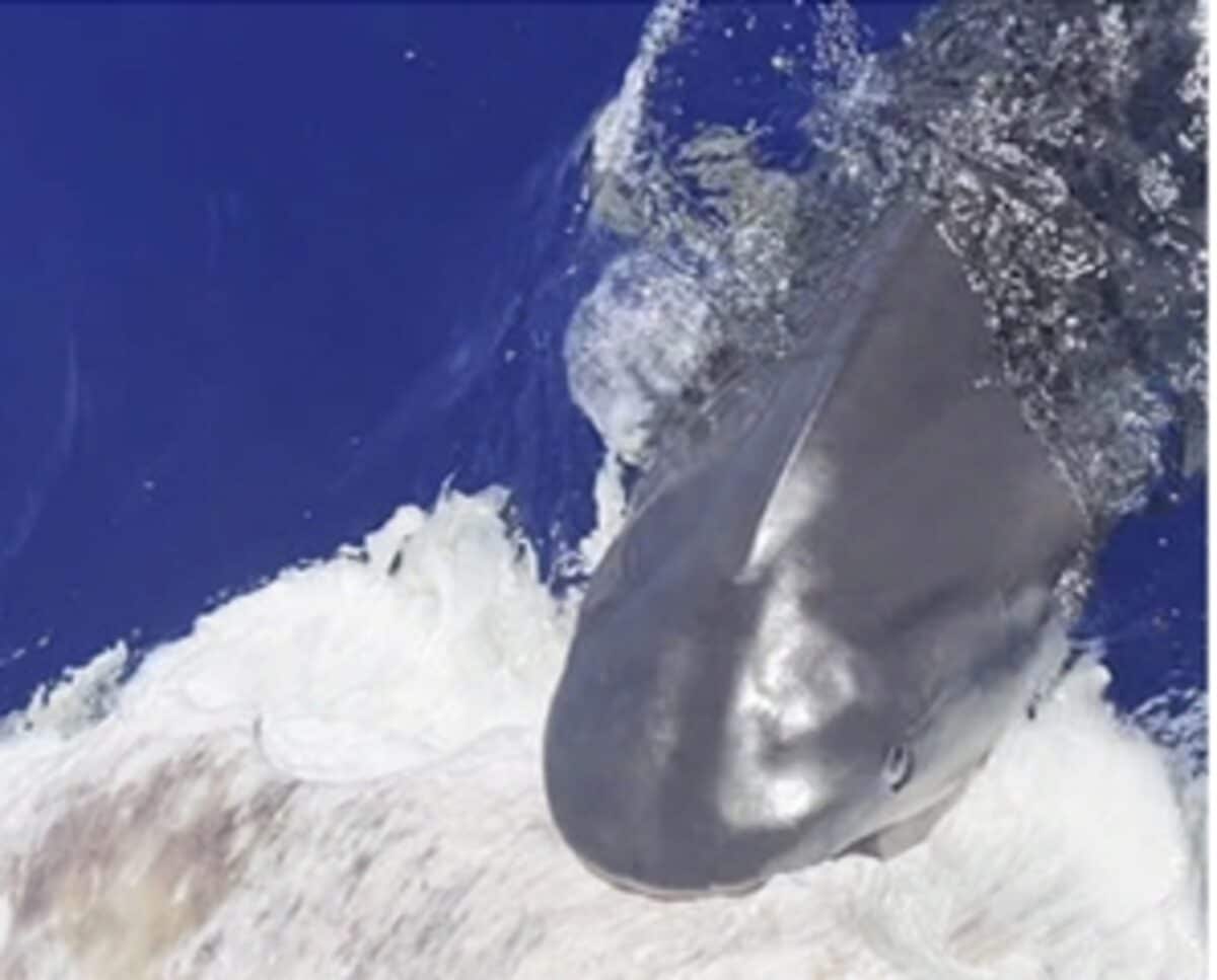 Tiger shark biting