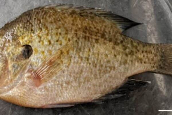Bluegill