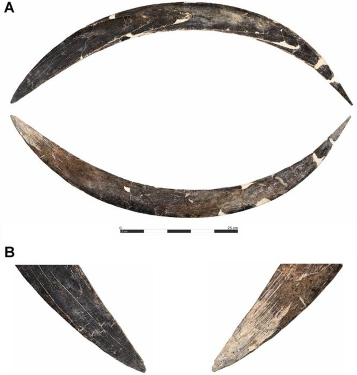 Mammoth tusk tool