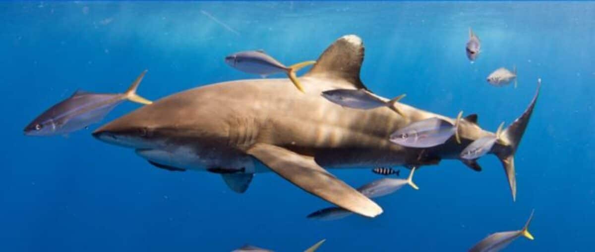 Female oceanic whitetip shark