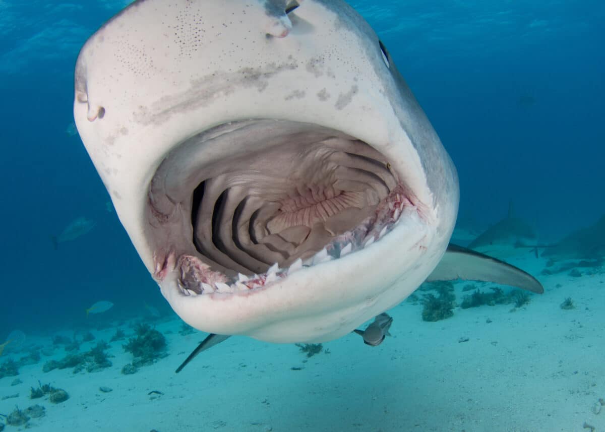 Mouth of tiger shark