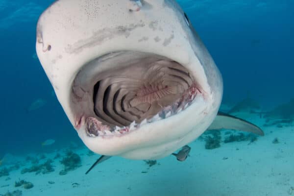 Mouth of tiger shark