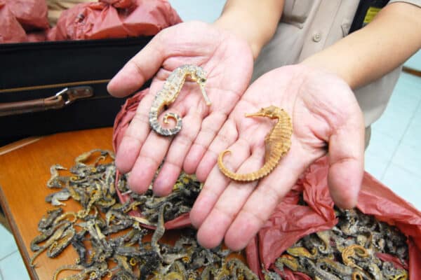 Dried seahorses