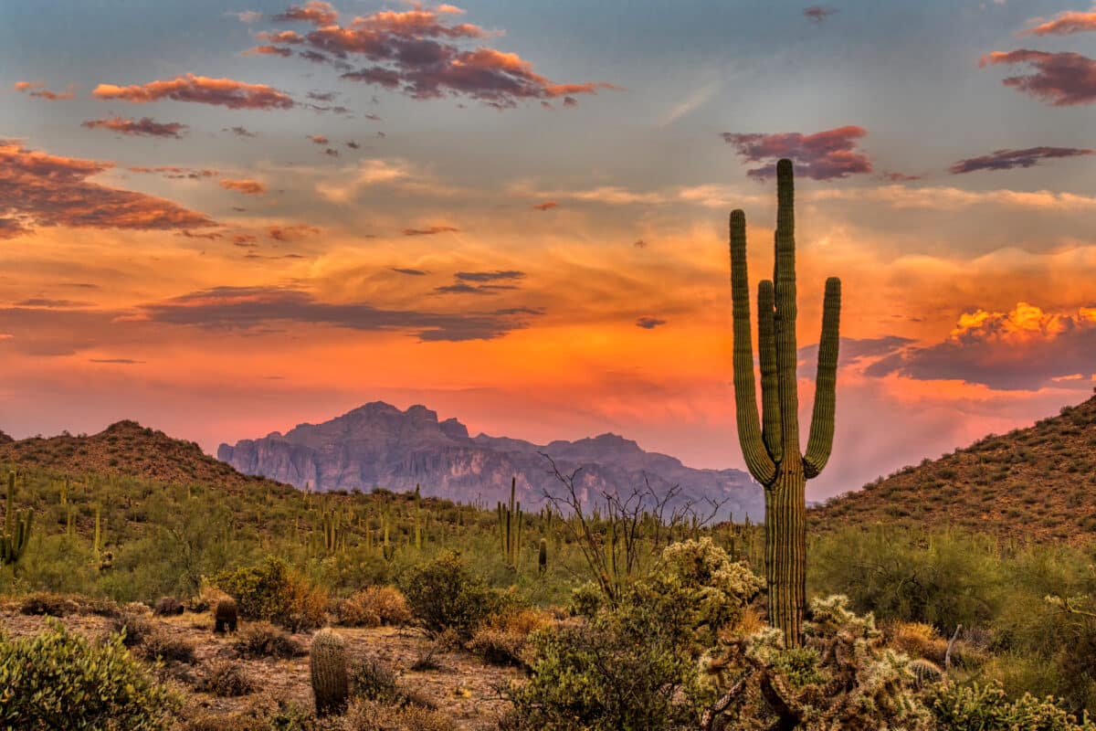 Sonoran Desert