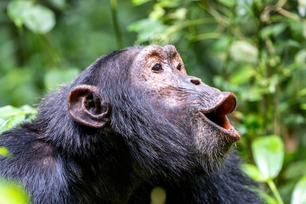 Howling chimpanzee