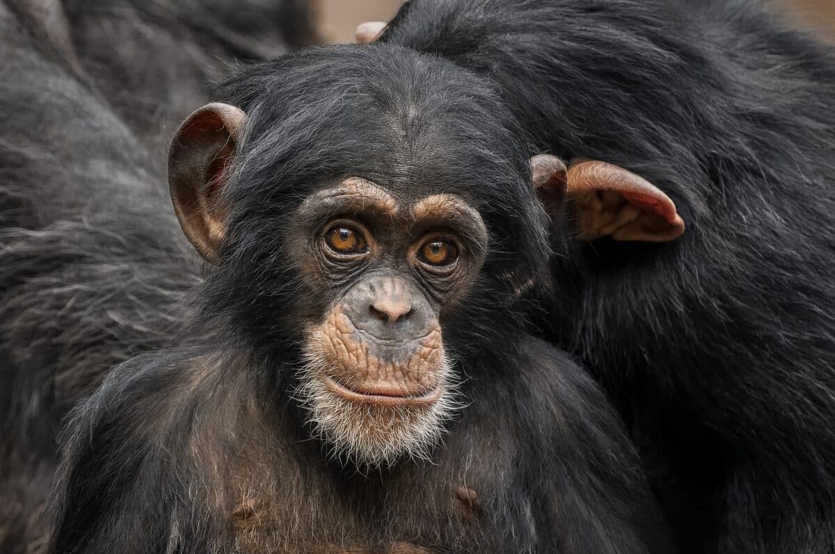Baby chimpanzee