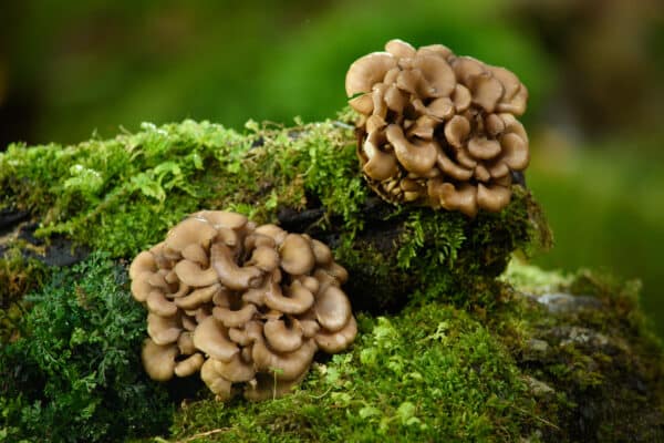 Maitake mushrooms