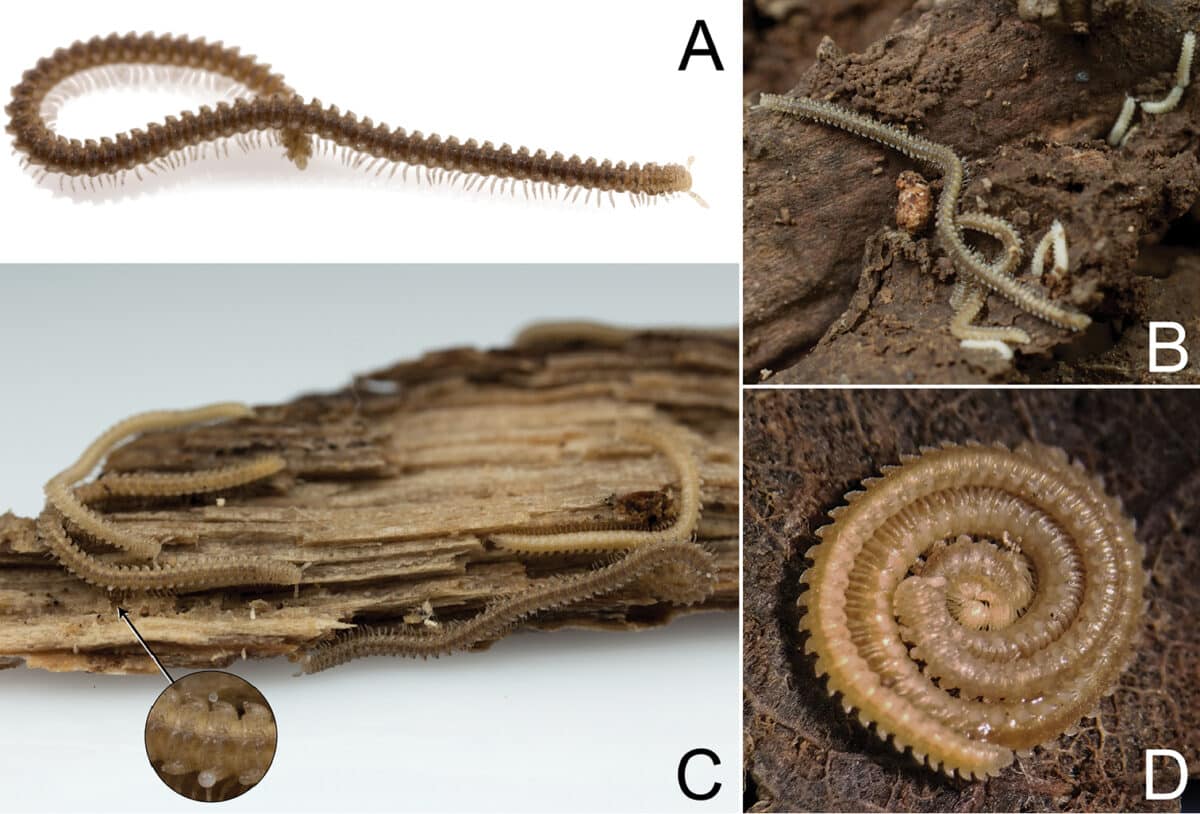 Andrognathus corticarius millipede