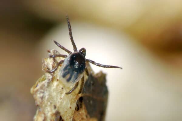Closeup of a blacklegged tick nymph.