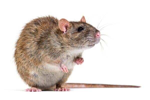 Brown rat on white background