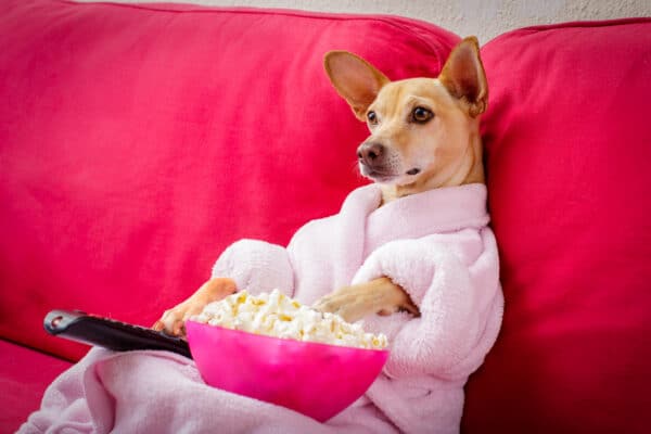 Pampered dog in a robe watching TV with popcorn.