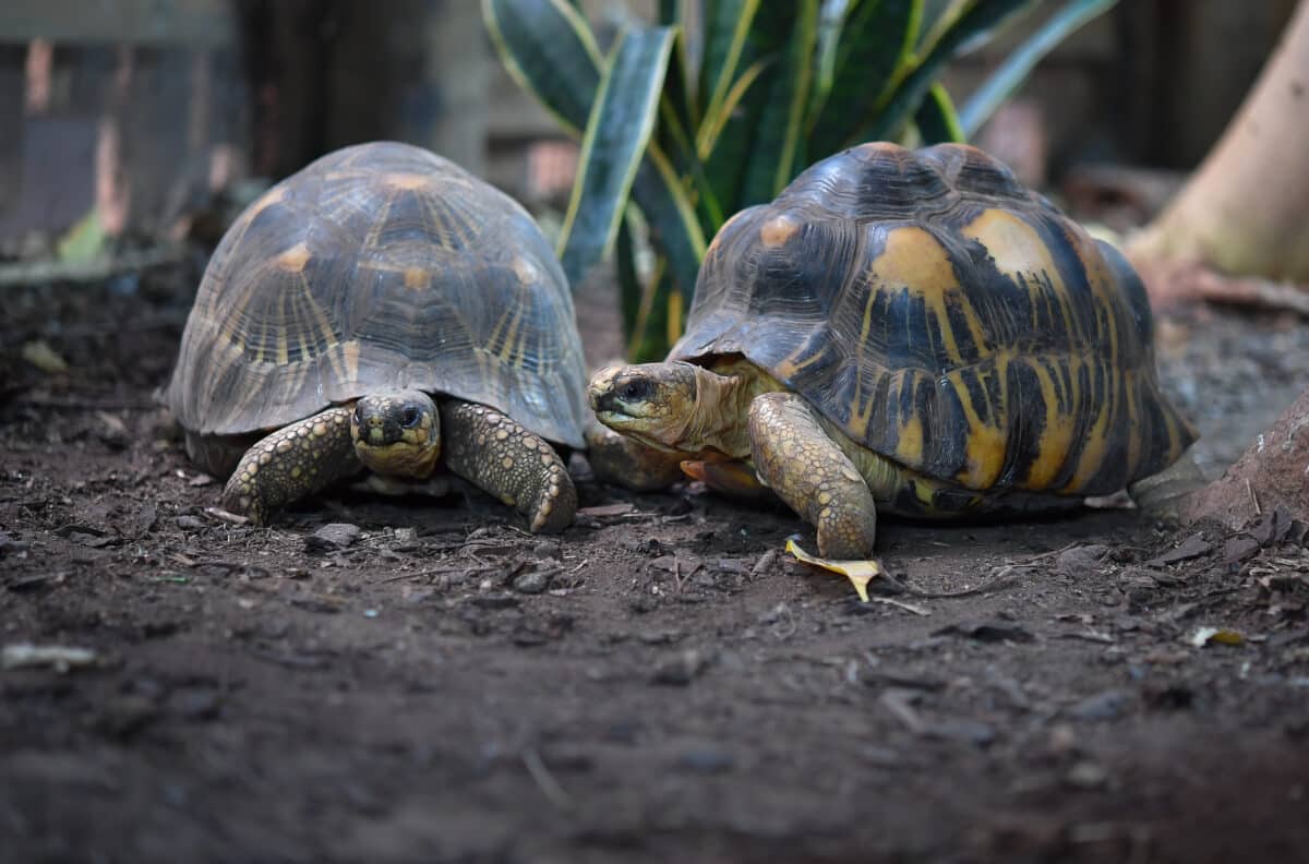 The study's turtles, Football and Burt