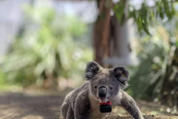 Koala in the wild with a custom-built collar containing a GPS logger and accelerometer.