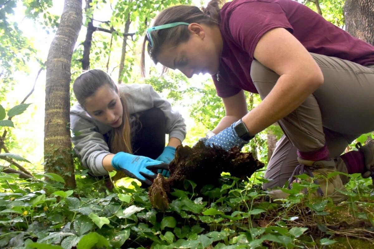 Chemist Emily Mevers (at right) and her graduate student, Rose Campbell, lift logs in Stadium Woods in search for millipedes