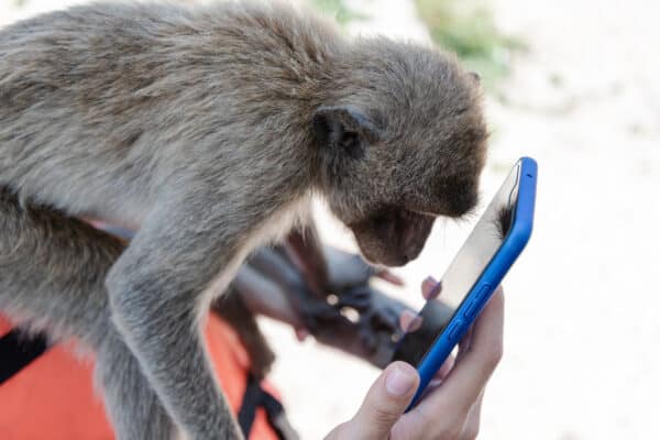 Monkey looking at a smartphoen screen