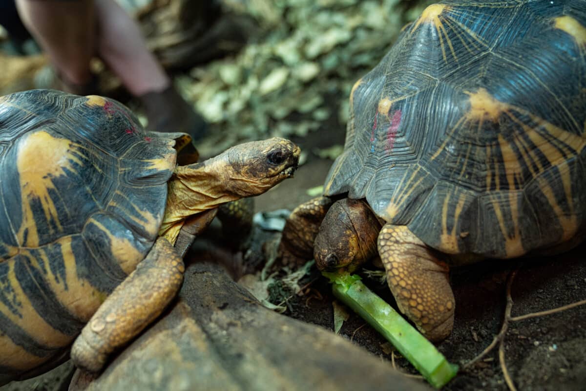 Radiated tortoises