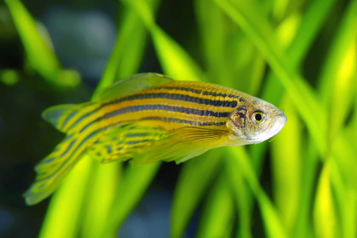 A zebrafish (Danio rerio).