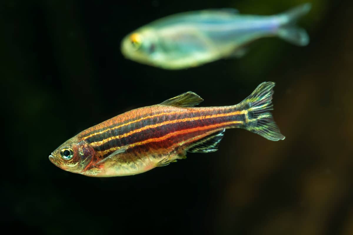 Zebrafish in an aquarium