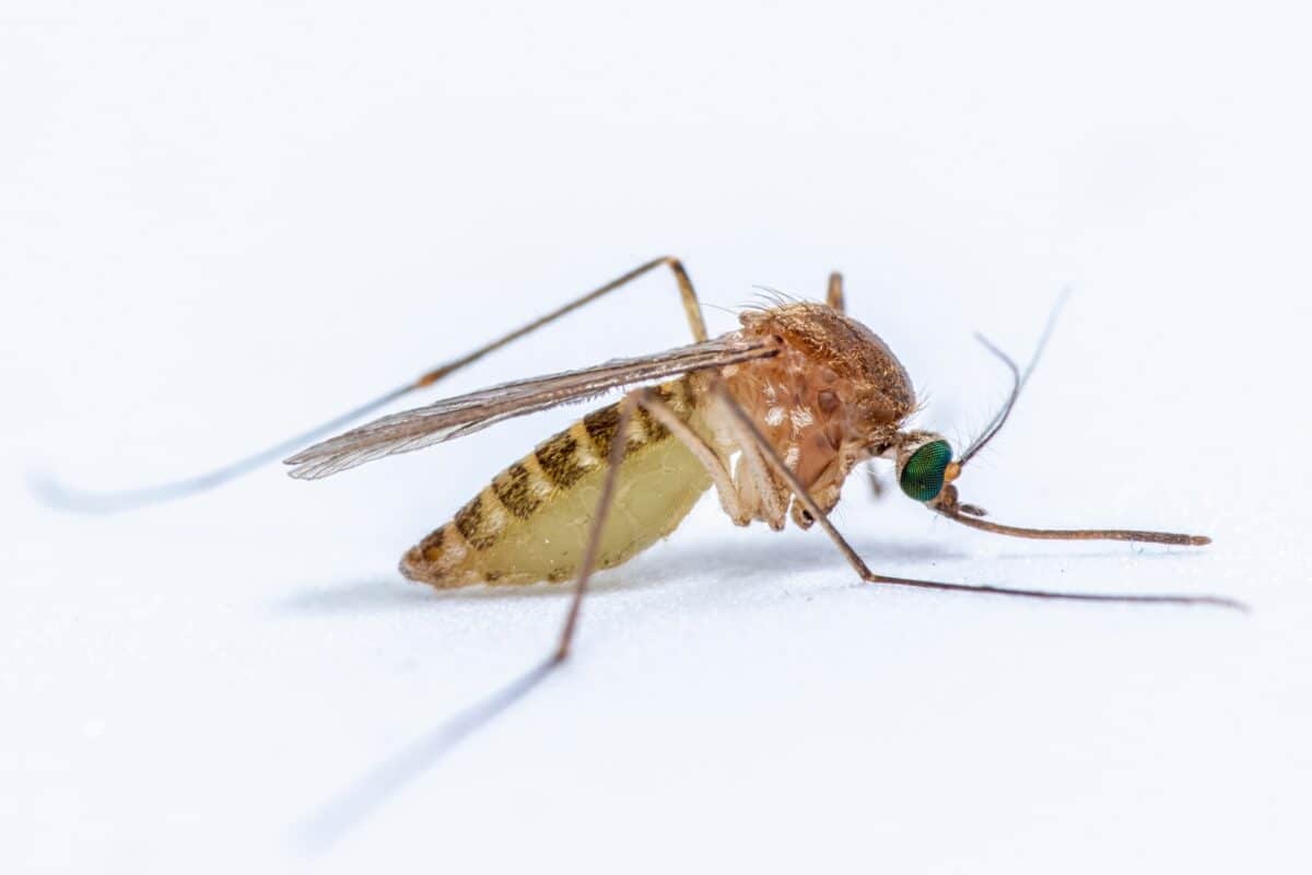 Culex pipiens, commonly referred to as the common house mosquito.