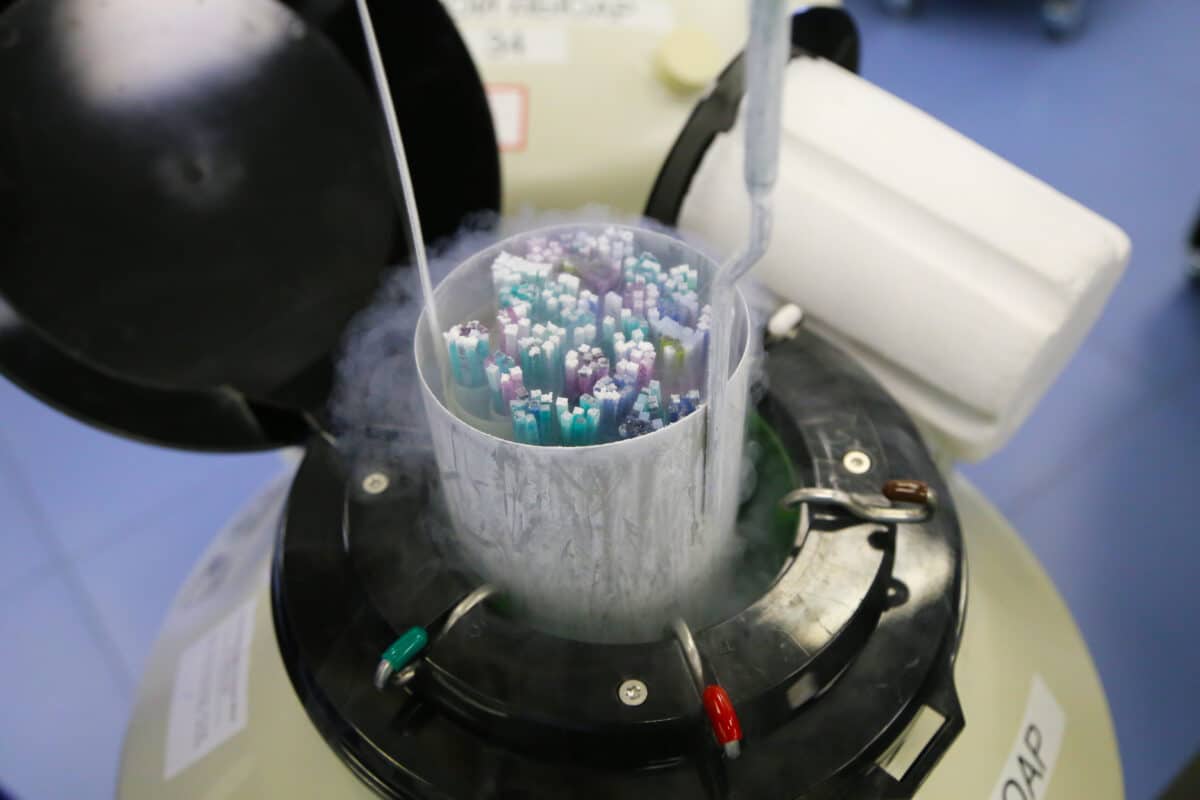 Frozen embryos
