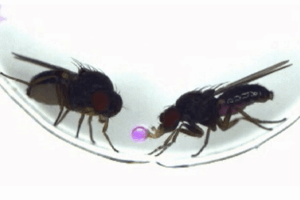 Drosophila subobscura males regurgitate food and offer it as a gift to females during courtship.