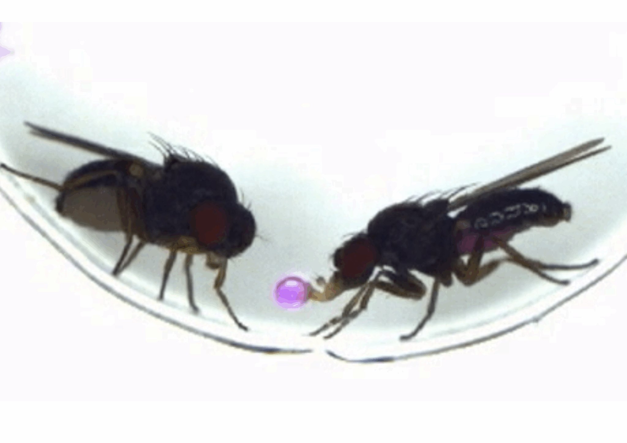 Scientists 'Hack' Fruit Fly Romance By Transferring Vomit-Based ...