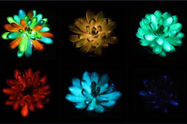 Succulents glow in shades of red, green, blue, and more after being infused with afterglow phosphor particles that absorb and slowly release light.