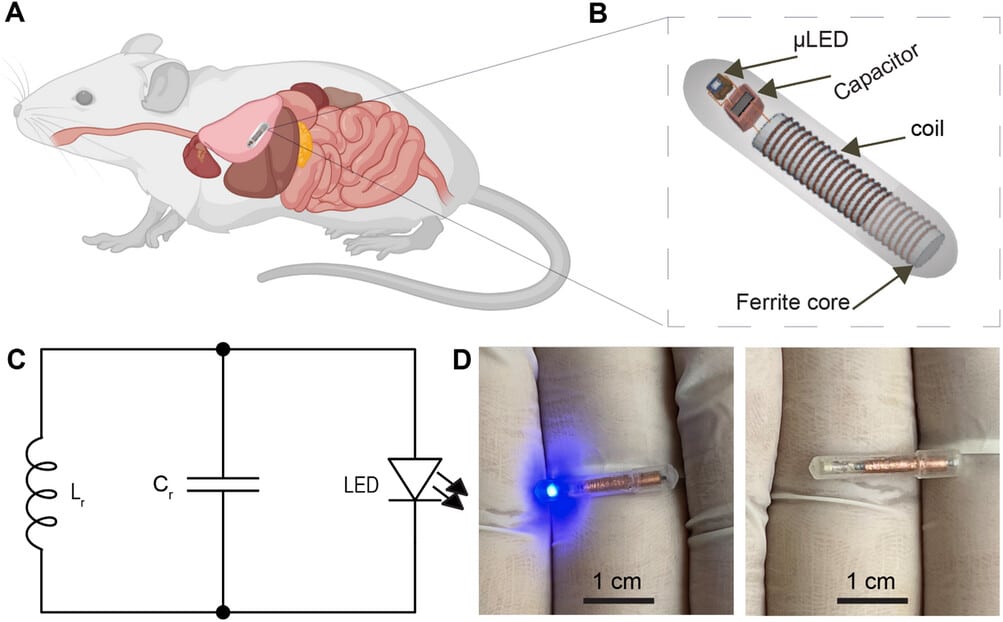 Gut neuroscience pill camera study