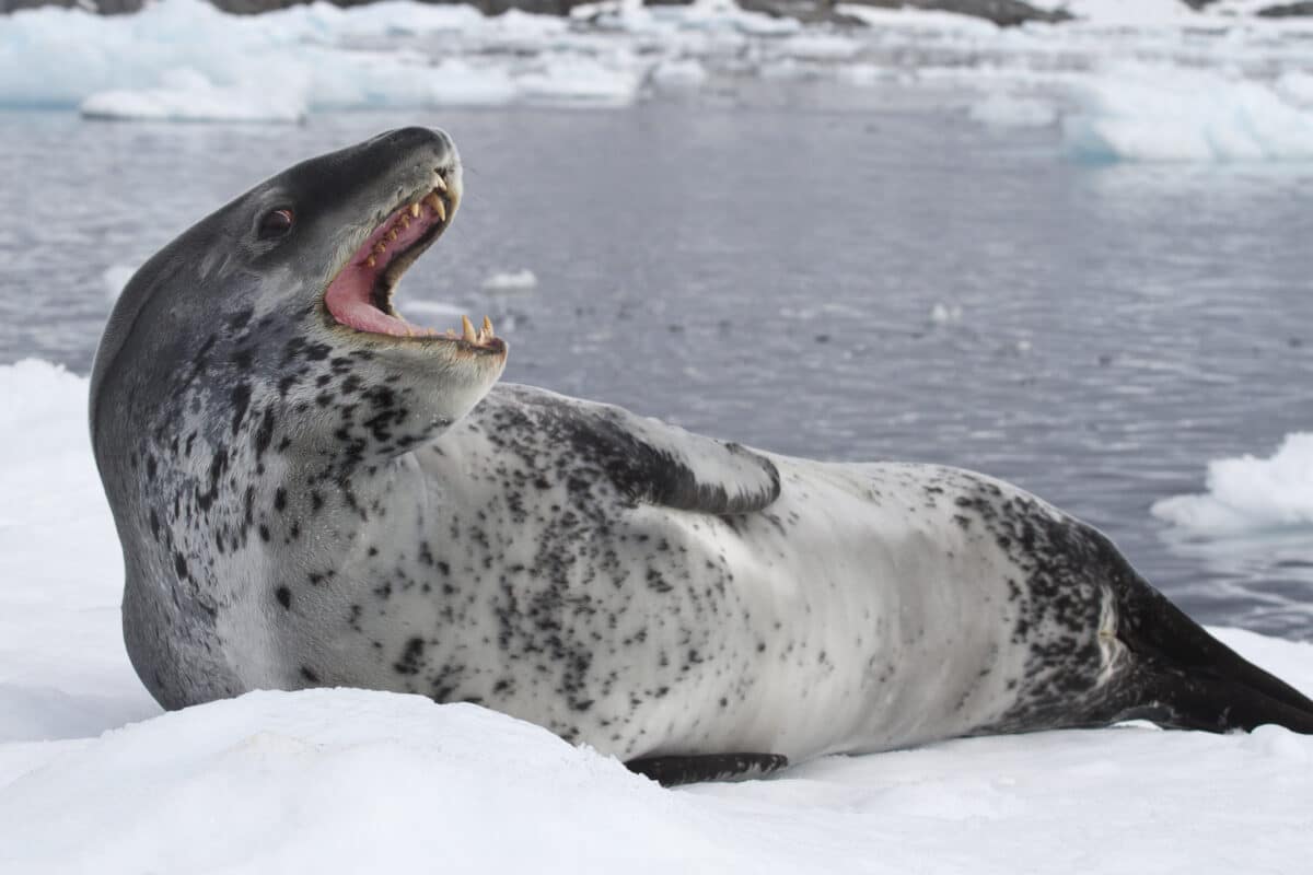 Leopard seal