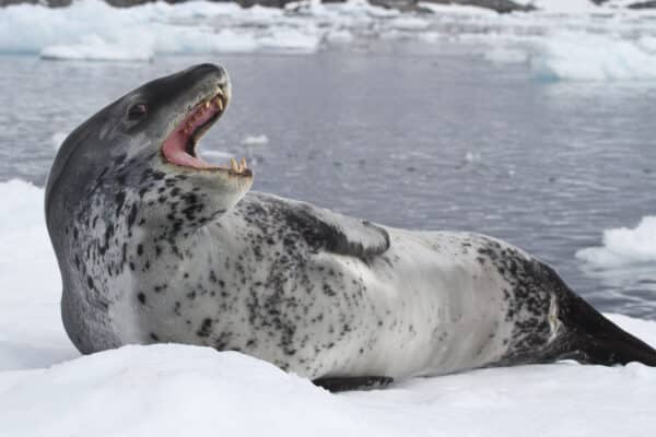 Leopard seal opens it mouth for a photograph while laying out on the ice