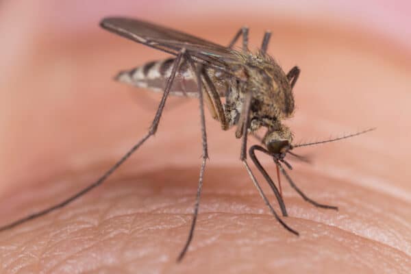 A mosquito (Culex pipiens) drinks blood on human skin.