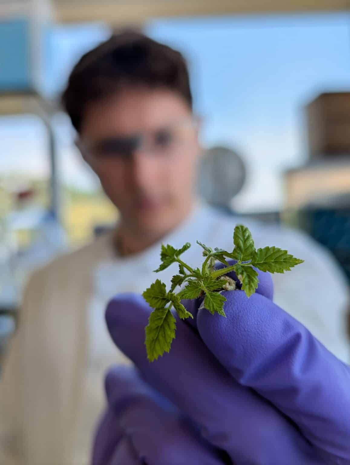 Raspberry Study Scientists Achieve First DNA-Free Gene Editing In Raspberry Plants ...