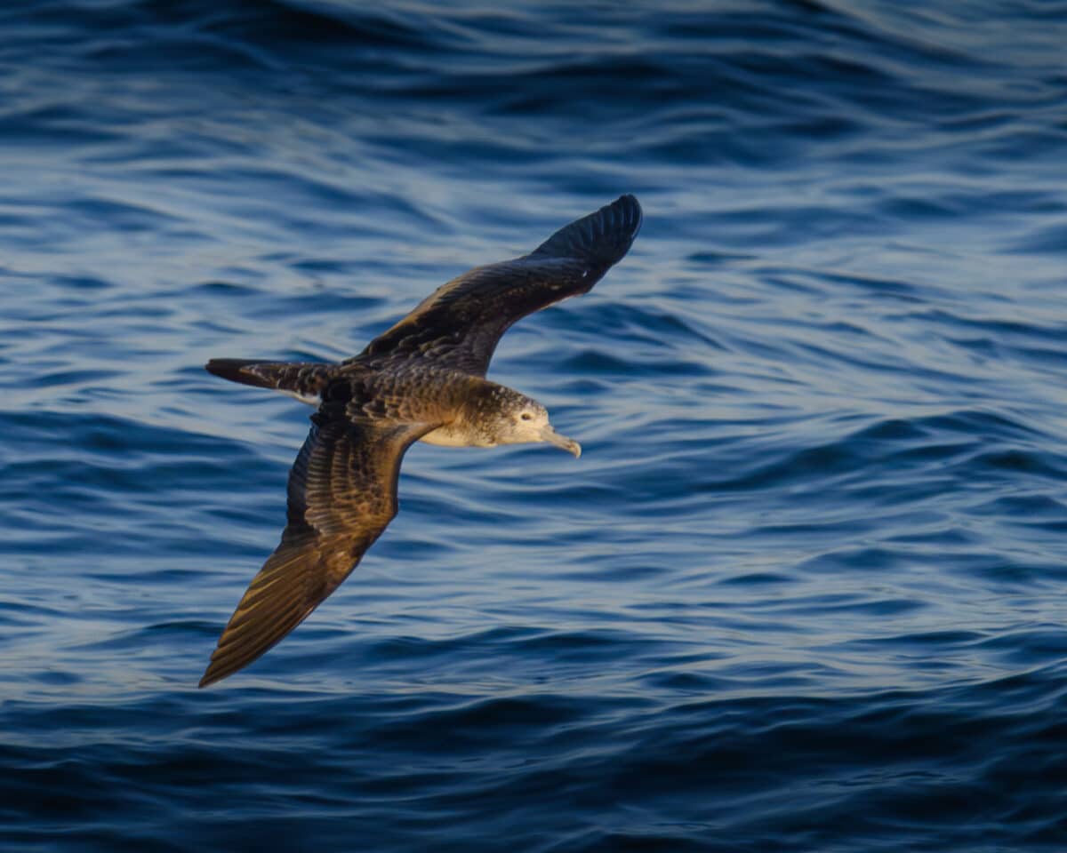 Streaked shearwater