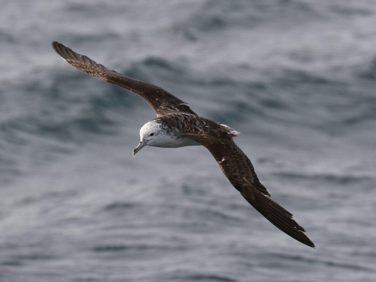Researchers found that streaked shearwaters have strict bathroom schedules, pooping every four to 10 minutes and almost always while flying, not while floating.