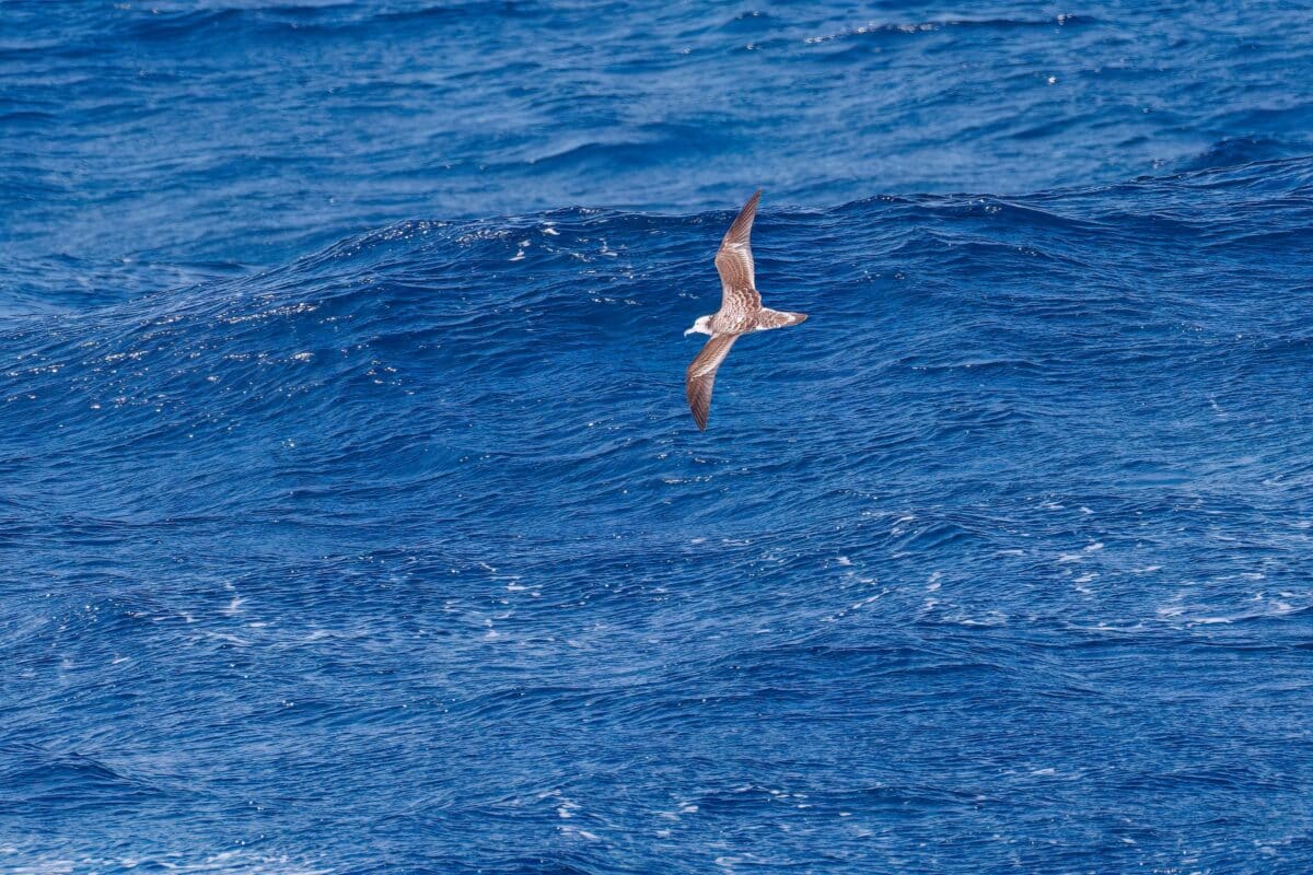 Streaked Shearwater