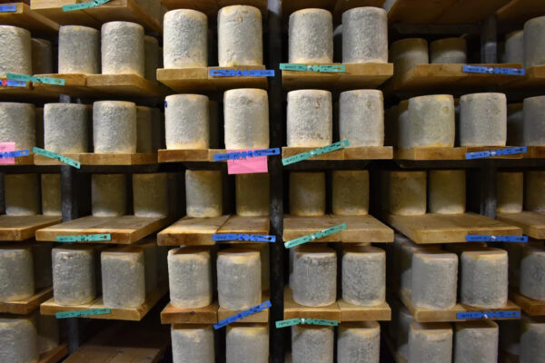 Bayley Hazen Blue Cheese at Jasper Hill Farms in Vermont.