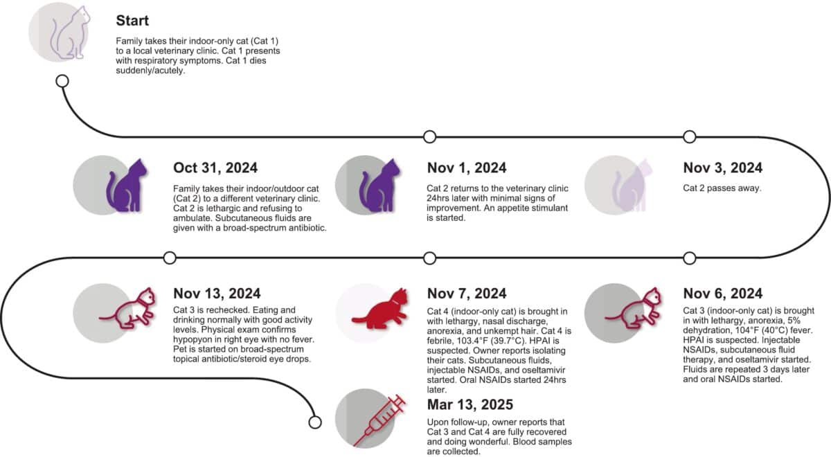 Cat Bird Flu Outbreak Timeline