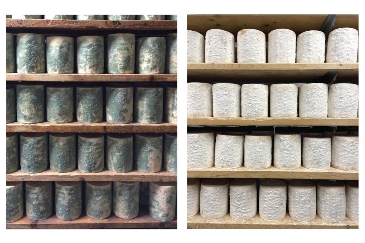 Cheese fungi evolution study