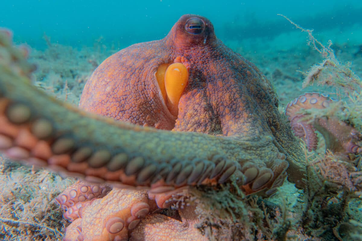 A common octopus in South Florida waters