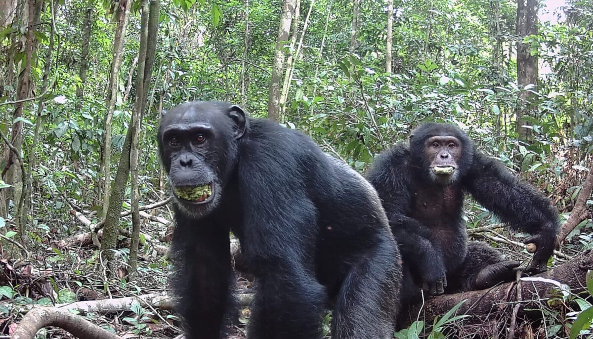 Chimpanzees eating fruit