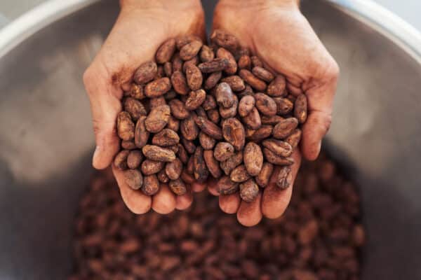 Person holding a handful of cocoa beans