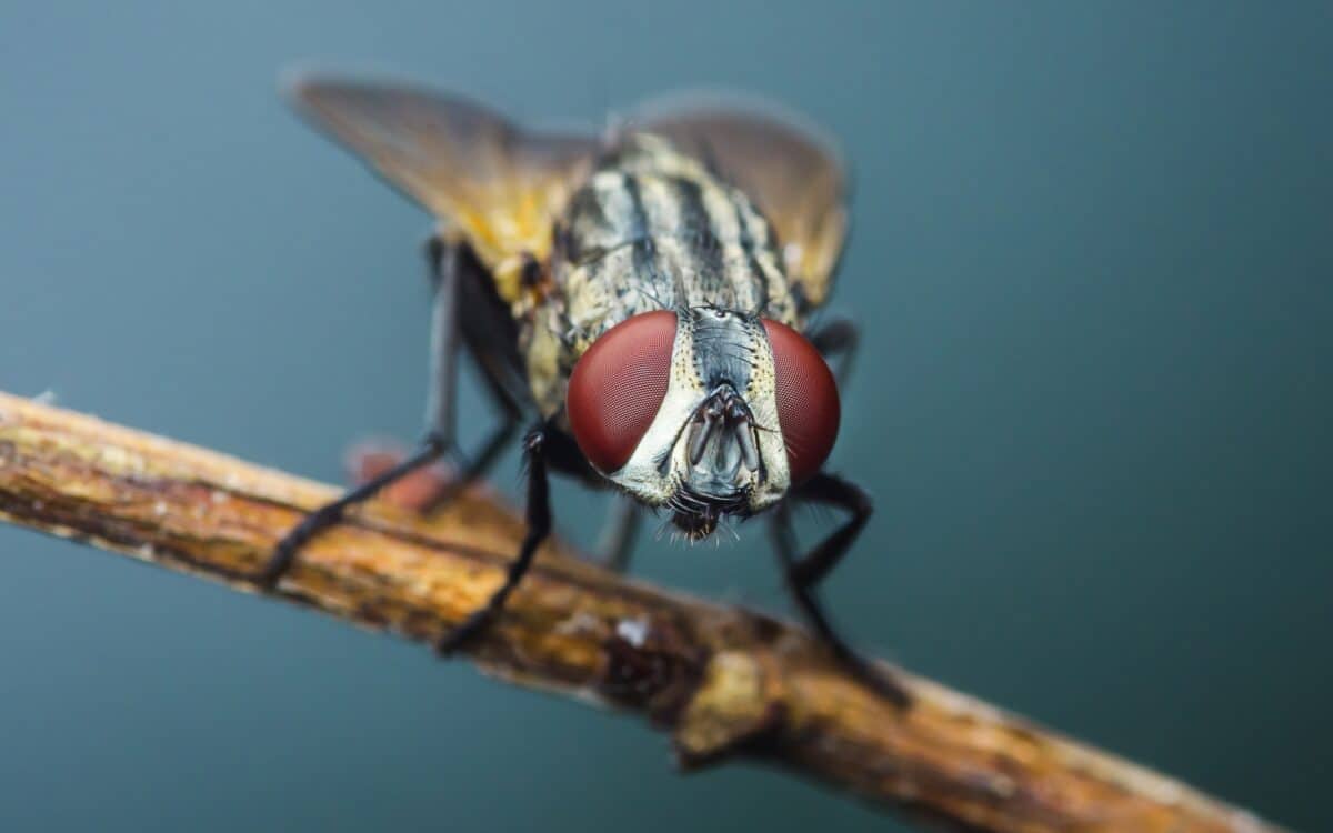 Closeup of a fly